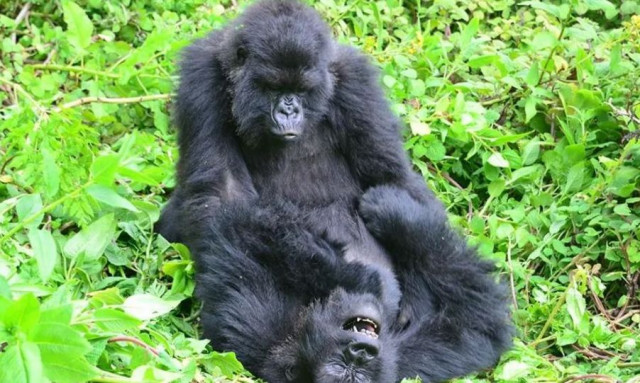 Οι θηλυκοί γορίλες χτίζουν φιλίες... που κρατάνε χρόνια - Τι δείχνει νέα αποκαλυπτική έρευνα