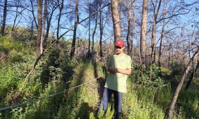 Δαδιά: Ελπιδοφόρα τα ευρήματα για την αναγέννηση του δάσους δύο χρόνια μετά την πύρινη καταστροφή