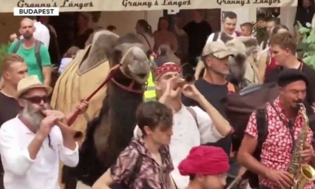 Ουγγαρία: Καμήλες στους δρόμους της Βουδαπέστης σε μια κινητοποίηση ευαισθητοποίησης για την ξηρασία