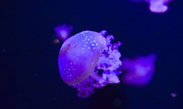 Μωβ Μέδουσες: Συναγερμός για την μετακίνησή τους - Επεκτείνονται σε Κυκλάδες και Κορινθιακό