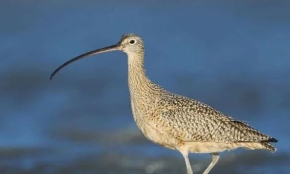 Η πρώτη παγκόσμια εξαφάνιση ευρωπαϊκού πτηνού στη σύγχρονη ιστορία