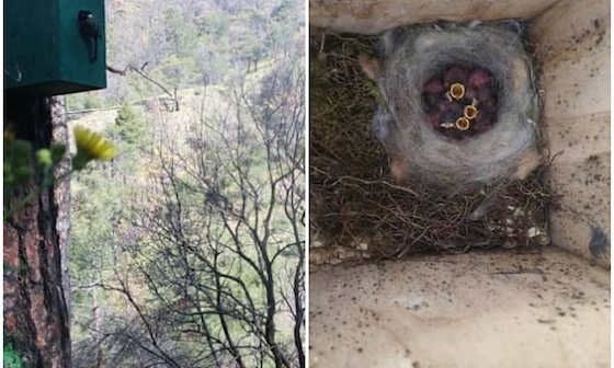 Δάσος της Δαδιάς: Τα μικρόπουλα επιστρέφουν στις φωλιές τους