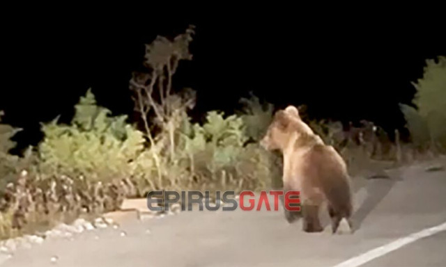 Ήπειρος: Αρκούδα κυκλοφορεί μέσα στο Τσεπέλοβο Ζαγορίου - «Φοβόμαστε να κυκλοφορήσουμε»