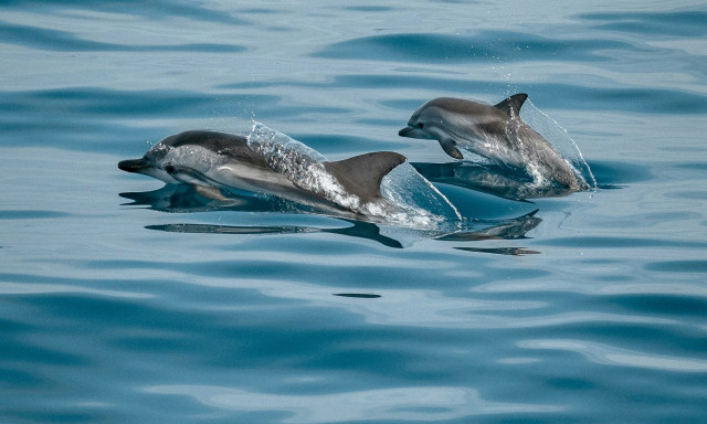 Πάφος: Δελφίνια κολυμπούν κοντά σε λουόμενους - Δείτε βίντεο