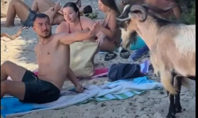 Σύβοτα: Τράγος ήπιε μοχίτο στη Μπέλλα Βράκα και... έγινε viral - Δείτε βίντεο