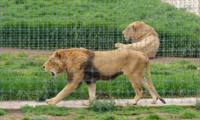 Δανία: Μαμά τάισε το πόνι της κόρης της στα λιοντάρια ζωολογικού κήπου - Πώς εξηγεί την απόφασή της