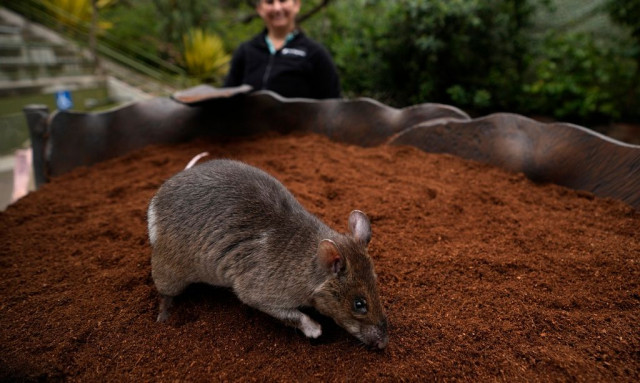 Ο «Βασιλιάς των Αρουραίων»: Τι είναι και γιατί οι επιστήμονες λένε ότι ίσως δεν είναι μύθος