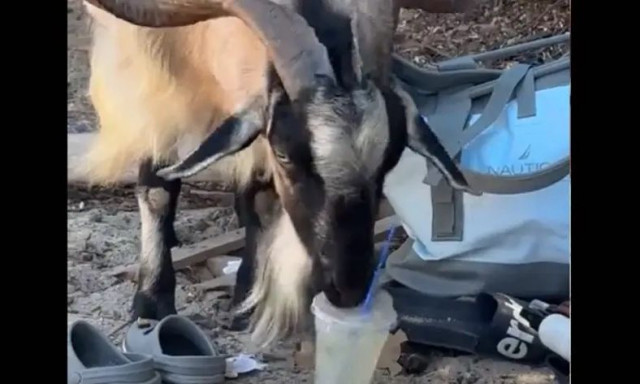 Κατσίκα πίνει… μοχίτο σε παραλία της Κρήτης και γίνεται viral