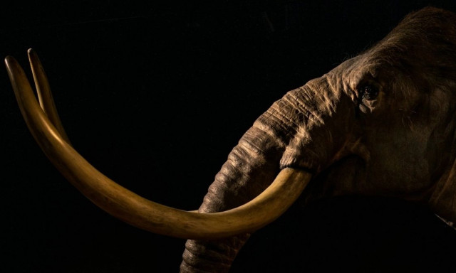 Σαν ταινία Jurassic Park: Το μαμούθ επιστρέφει στη Γη μετά από χιλιάδες χρόνια