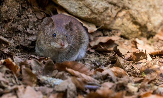 Χιλή: Ανακαλύφθηκε απολίθωμα θηλαστικού μεγέθους ποντικιού, ηλικίας 74 εκατομμυρίων ετών