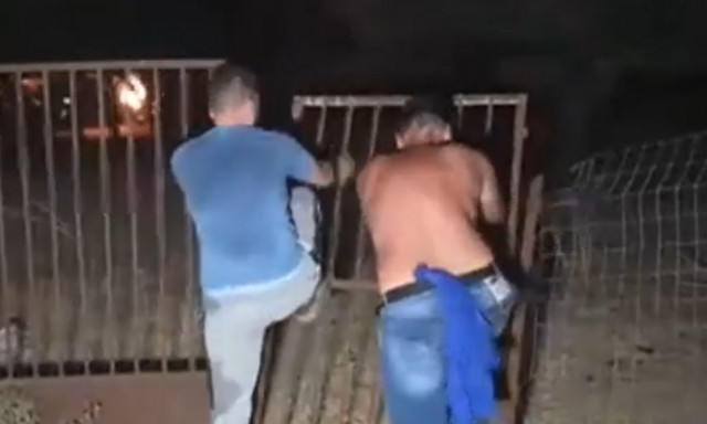 Φωτιά Αχαΐα: Δραματικές εικόνες στα Καμίνια - Πρόβατα απεγκλωβίστηκαν την τελευταία στιγμή