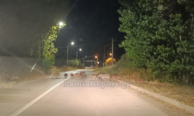 Λαμία: Καθημερινές οι επισκέψεις των αγριογούρουνων σε Παγκράτι και Καλύβια