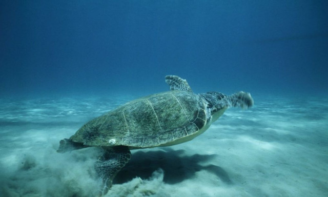 Χανιά: Θαλάσσια χελώνα δάγκωσε γυναίκα στο Μαράθι - Φωτογραφίες