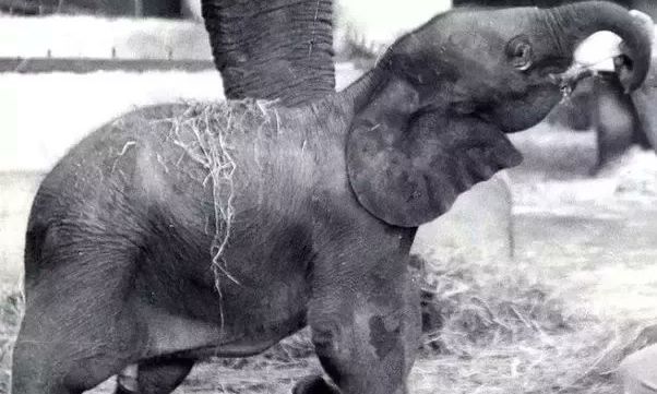 Η μοναδική περίπτωση του Motty - Ο υβριδικός ελέφαντας που στοιχειώνει ακόμα την επιστήμη