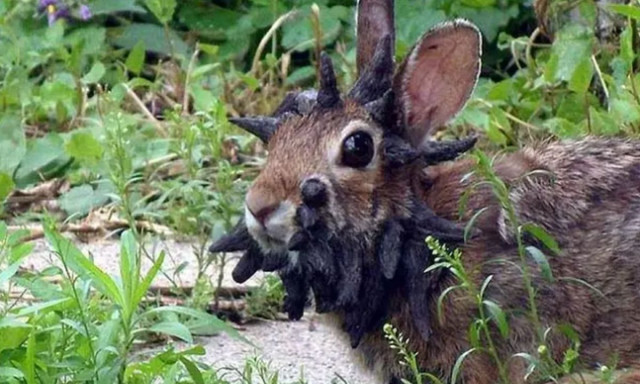 Κουνέλια «Φρανκενστάιν» στις ΗΠΑ: Φυτρώνουν κέρατα και πλοκάμια στο κεφάλι τους - «Μην τα αγγίζετε»