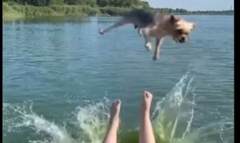 Η στιγμή που κοπέλα γλιστράει και «εκτοξεύει» κατά λάθος σκύλο στο νερό - Δείτε βίντεο