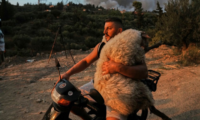 Φωτιά στην Αχαΐα: Δραματική διάσωση ζώου από τις φλόγες - Συγκινητική εικόνα