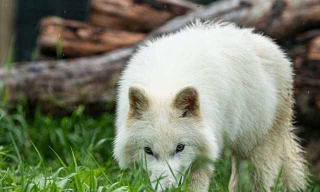 Πρώτη εμφάνιση: Η τρομερή λύκαινα επιστρέφει από την εξαφάνιση μετά από 12.000 χρόνια