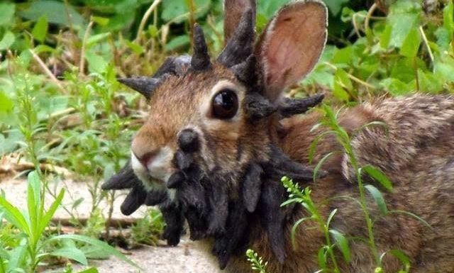 Explainer: Viral τα «κουνέλια- Φρανσκεστάιν» με μαύρα κέρατα - Πόσο αληθινές είναι οι εικόνες