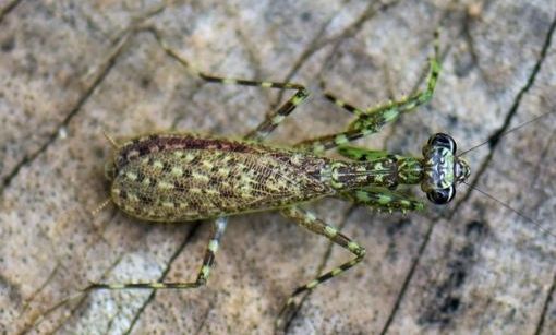 Σπάνιο έντομο εντοπίστηκε στα νησιά Γκαλαπάγκος