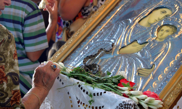 Τα «Φιδάκια της Παναγίας» στο Ληξούρι - Το θαύμα που συγκινεί την Κεφαλονιά κάθε Δεκαπενταύγουστο