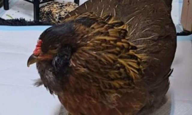 Τέξας: Κοτόπουλο 14 ετών μπήκε στο βιβλίο Γκίνες ως το γηραιότερο στον κόσμο