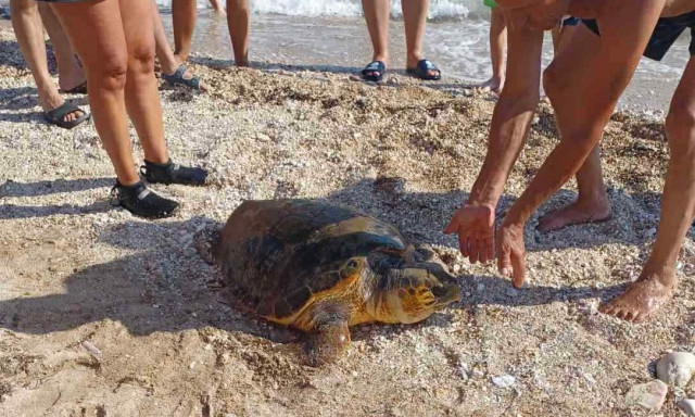 Τραυματισμένη θαλάσσια χελώνα στις ακτές του Μύτικα - Βίντεο