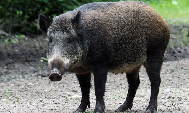 ΗΠΑ: Συναγερμός στις Αρχές για «μπλε φωσφοριζέ» αγριογούρουνα στην Καλιφόρνια - Δείτε φωτογραφίες