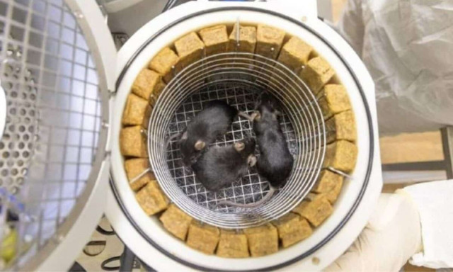 Η Ρωσία ετοιμάζει την αποστολή «Κιβωτός του Νώε»: Στέλνει ζώα στο διάστημα - Ο λόγος