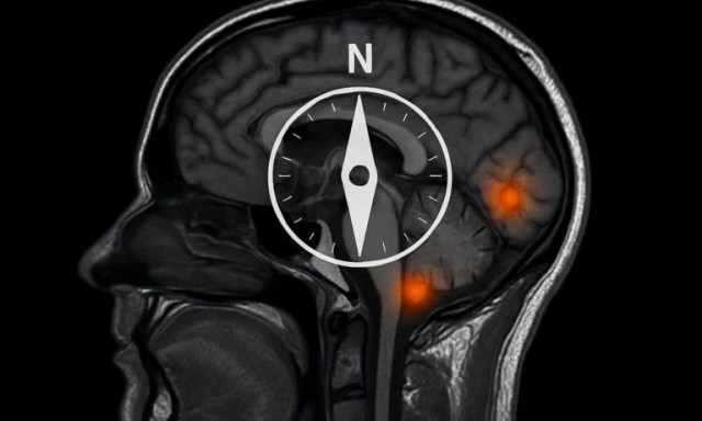Ανακαλύφθηκε η «πυξίδα» του ανθρώπινου εγκεφάλου: Πώς μας βοηθά στον προσανατολισμό