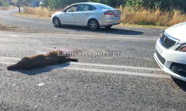 Λαμία: Τροχαίο με αγριογούρουνο στην οδό Στυλίδος - Φωτογραφίες