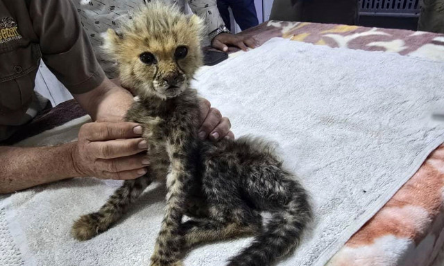 Σομαλιλάνδη: Διασώθηκαν 10 μικρά τσίτα που προορίζονταν για λαθρεμπόριο