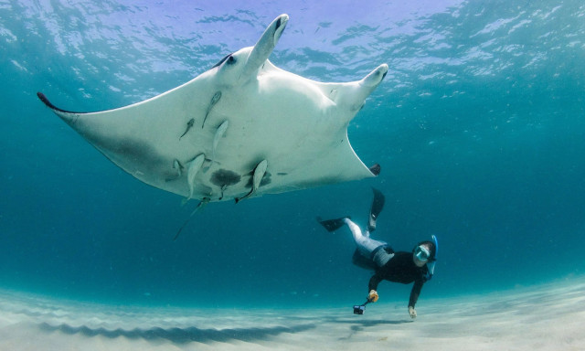 Επιστήμονες ανακάλυψαν νέο είδος σαλαχιού μάντα - Μόλις το τρίτο στον κόσμο