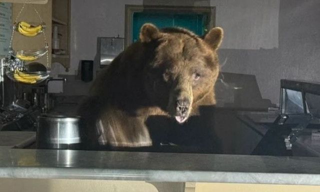 Αρκούδα λατρεύει το παγωτό φράουλα - Γιατί έγινε viral