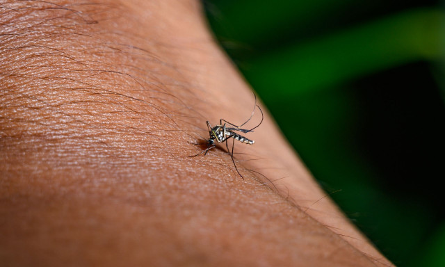 Ιός Δυτικού Νείλου: Δύο θάνατοι στην Ελλάδα και δεκάδες κρούσματα – Οδηγίες προστασίας