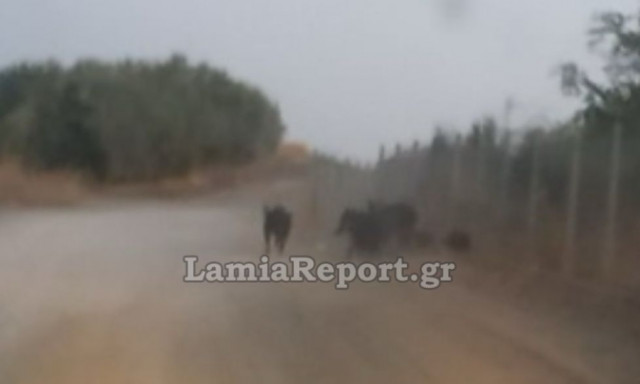 Λαμία: Αγριογούρουνα μέσα στις γραμμές του τρένου - Κίνδυνος εκτροχιασμού