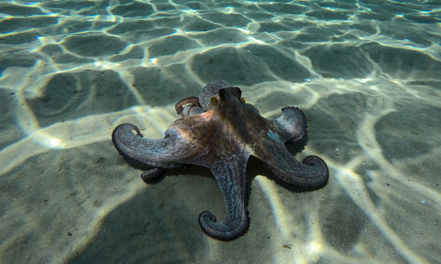 Νότια Αφρική: Χταπόδι «ευχαρίστησε» μητέρα και κόρες αφού το διέσωσαν - Είχε «ξεβραστεί» στην στεριά