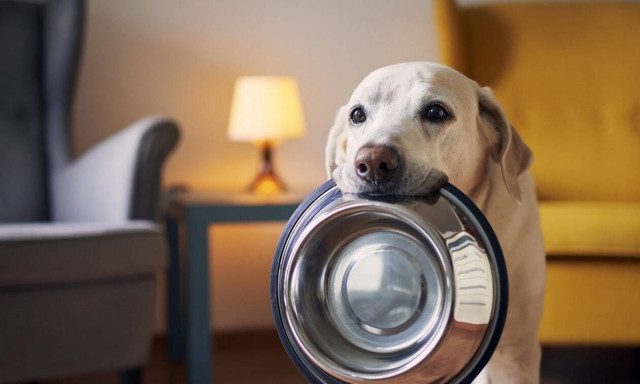 Θηριωδία στην Ηλεία: Πέταξαν φόλες ακόμα και μέσα σε αυλές – Τουλάχιστον 10 σκυλιά νεκρά