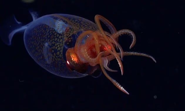 Εντοπίστηκε για πρώτη φορά: Αυτό είναι το σπάνιο καλαμάρι του παγωμένου βυθού της Ανταρκτικής