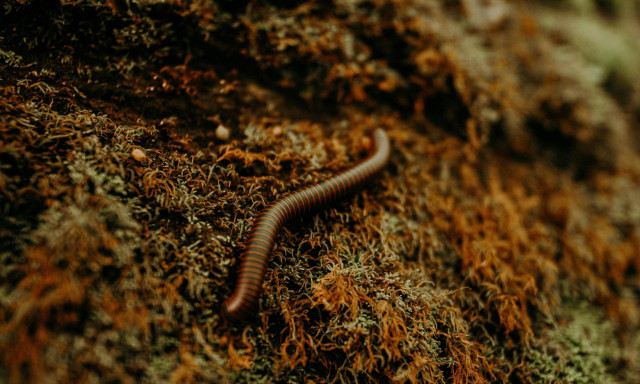 Συναγερμός στις ΗΠΑ: Εντοπίστηκε σπάνιο παράσιτο που «τρώει» ανθρώπινη σάρκα στο Μέριλαντ