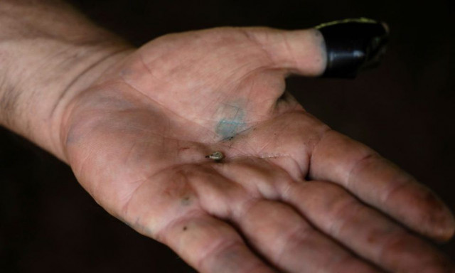 Συναγερμός στις ΗΠΑ για σαρκοφάγο αλογόμυγα: Τι είναι η screwworm και πως απειλεί την οικονομία