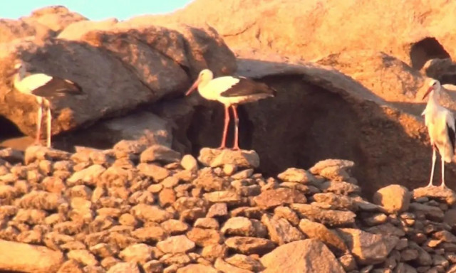Μύκονος: Εκατοντάδες πελαργοί έκαναν στάση στο νησί των ανέμων