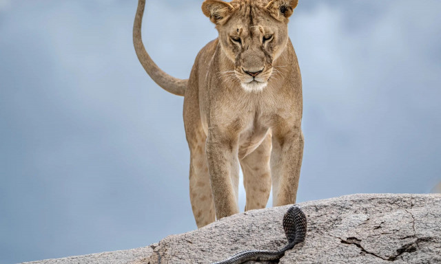 Μαγευτικές εικόνες: Οι πρώτες φωτογραφίες του διαγωνισμού Wildlife Photographer of the Year 2025