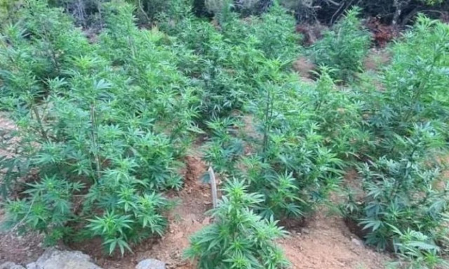 Drone της ΕΛ.ΑΣ. δείχνει τη χασισοφυτεία σε φαράγγι στα Χανιά - Βίντεο ντοκουμέντο