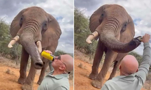 Κένυα: Τουρίστας έδωσε μπύρα σε ελέφαντα - Οργή και έρευνες από τις τοπικές αρχές - Δείτε το βίντεο