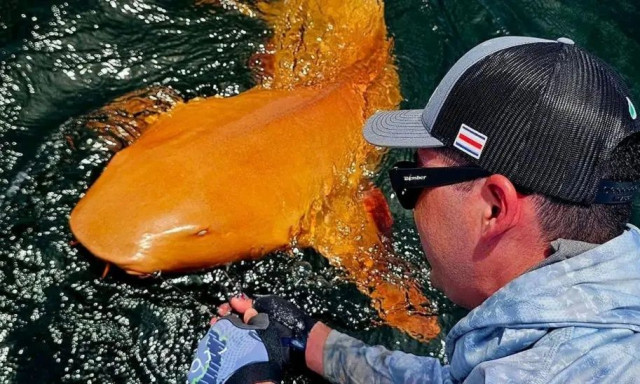 Συγκλονιστική στιγμή: Σπάνιος πορτοκαλί καρχαρίας εντοπίστηκε στη Κόστα Ρίκα - Δείτε βίντεο