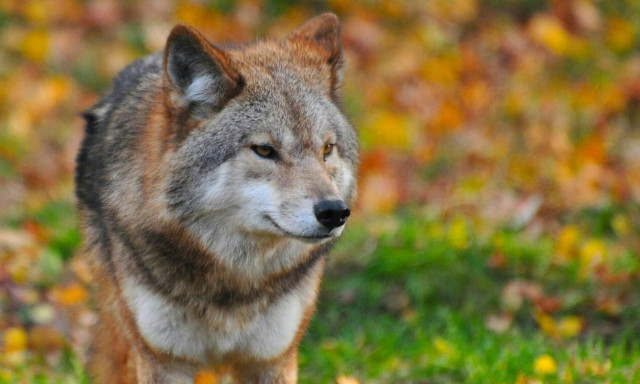 Οι AC/DC τρομοκρατούν τους λύκους - Πώς διώχνουν τους θηρευτές από τα κοπάδια