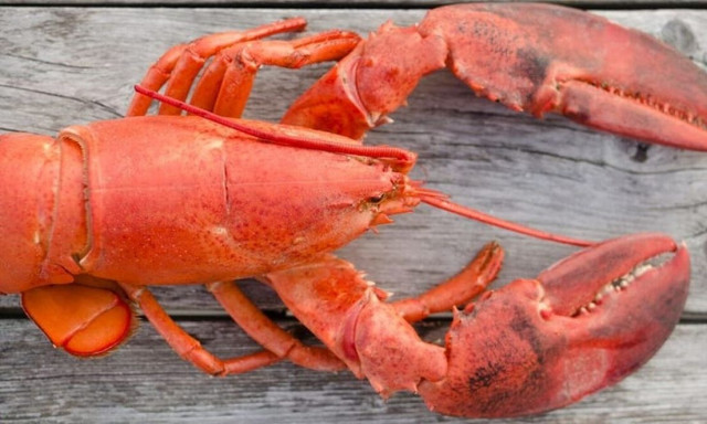 Ακτιβίστρια έκλεψε αστακό από εστιατόριο και τον πέταξε στη θάλασσα