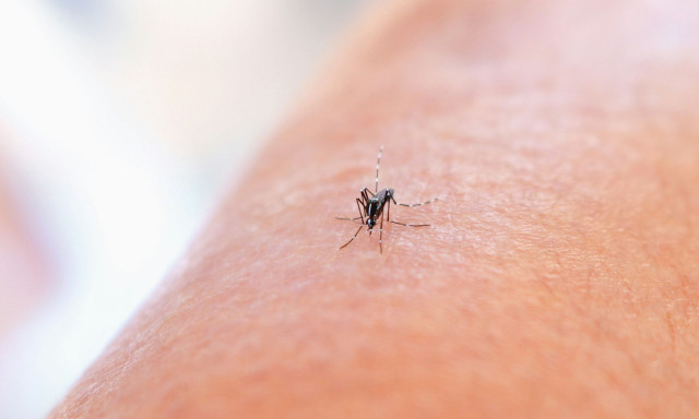 Γιατί είστε «μαγνήτης» για τα κουνούπια -  Επιστήμονες εξηγούν τον λόγο