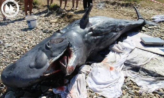 Νεαρός φυσητήρας εκβράστηκε νεκρός στη Σάμο - Δείτε εικόνες